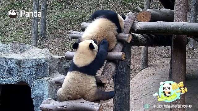 川超联赛球迷庆生助威张颢蓝破门南充队奋力拼